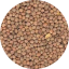 Lai Fu Zi